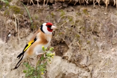 Putter-33_European-Goldfinch_Carduelis-carduelis_E8A9156