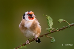 Putter-34_European-Goldfinch_Carduelis-carduelis_P5A3608