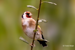 Putter-35_European-Goldfinch_Carduelis-carduelis_P5A3733