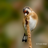 Putter-36_European-Goldfinch_Carduelis-carduelis_P5A4748