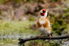 Putter-37_European-Goldfinch_Carduelis-carduelis_P5A7977