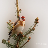 Putter-38_European-Goldfinch_Carduelis-carduelis_P5A1206