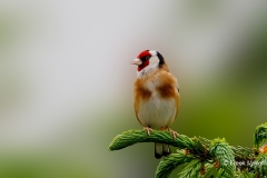 Putter-39_European-Goldfinch_Carduelis-carduelis_P5A2880