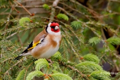 Putter-40_European-Goldfinch_Carduelis-carduelis_P5A2935