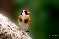 Putter-41_European-Goldfinch_Carduelis-carduelis_P5A2940