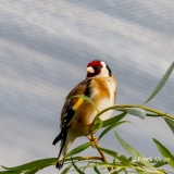 Putter-42_European-Goldfinch_Carduelis-carduelis_P5A3615