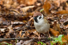 Ringmus-03_Eurasian-Tree-Sparrow_Passer-montanus_MG_0969