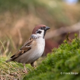 Ringmus-16_Eurasian-Tree-Sparrow_Passer-montanus_11I5872