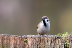Ringmus-24_Eurasian-Tree-Sparrow_Passer-montanus_11I4405