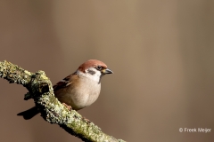 Ringmus-28_Eurasian-Tree-Sparrow_Passer-montanus_11I5279