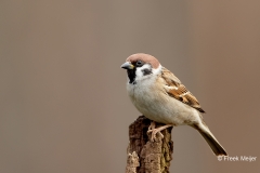 Ringmus-29_Eurasian-Tree-Sparrow_Passer-montanus_11I5310