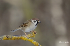 Ringmus-31_Eurasian-Tree-Sparrow_Passer-montanus_AD9A0823