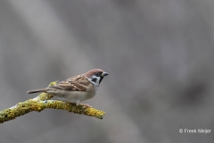 Ringmus-33_Eurasian-Tree-Sparrow_Passer-montanus_11I9275