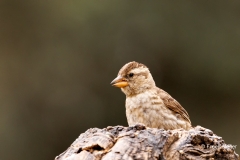 Rotsmus-01_Rock-Sparrow_Petronia-petronia_P5A2473