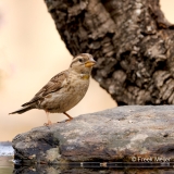 Rotsmus-02_Rock-Sparrow_Petronia-petronia_P5A2523