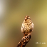 Rotsmus-03_Rock-Sparrow_Petronia-petronia_P5A2508