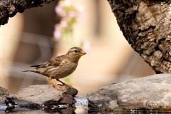 Rotsmus-04_Rock-Sparrow_Petronia-petronia_P5A2602