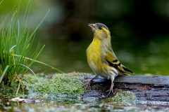 Sijs-25_Eurasian-Siskin_Spinus-spinus_D9A5037