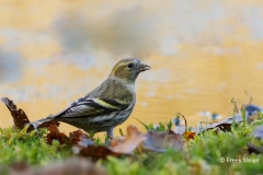 Sijs-26_Eurasian-Siskin_Spinus-spinus_E8A2623