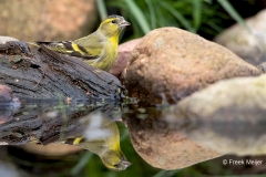 Sijs-27_Eurasian-Siskin_Spinus-spinus_11I2020