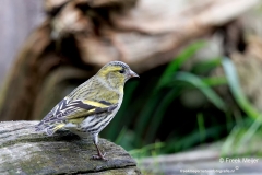 Sijs-28_Eurasian-Siskin_Spinus-spinus_D9A5140