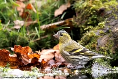 Sijs-29_Eurasian-Siskin_Spinus-spinus_D9A5115