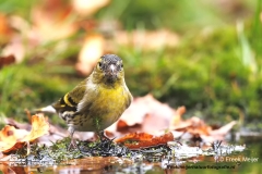 Sijs-30_Eurasian-Siskin_Spinus-spinus_D9A5133