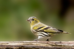 Sijs-32_Eurasian-Siskin_Spinus-spinus_P5A4282