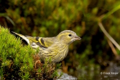 Sijs-33_Eurasian-Siskin_Spinus-spinus_P5A4403