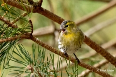 Sijs-34_Eurasian-Siskin_Spinus-spinus_P5A4287