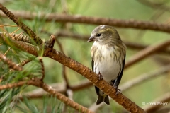 Sijs-35_Eurasian-Siskin_Spinus-spinus_P5A4447