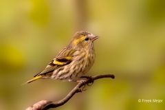 Sijs-36_Eurasian-Siskin_Spinus-spinus_P5A5344