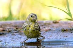 Sijs-38_Eurasian-Siskin_Spinus-spinus_P5A4116