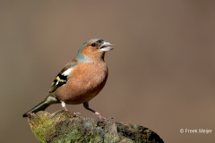 Vink-25_Common-Chaffinch_Fringilla-Coelebs_11I5797