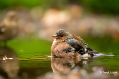 Vink-26_Common-Chaffinch_Fringilla-Coelebs_Z4T3985