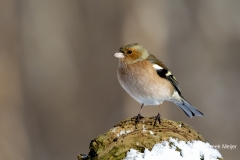 Vink-27_Common-Chaffinch_Fringilla-Coelebs_AD9A0477