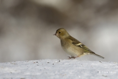 Vink-28_Common-Chaffinch_Fringilla-Coelebs_AD9A0483