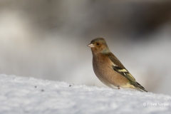 Vink-29_Common-Chaffinch_Fringilla-Coelebs_AD9A0491