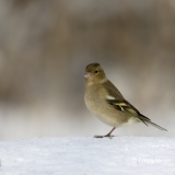 Vink-30_Common-Chaffinch_Fringilla-Coelebs_AD9A0857