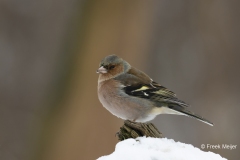 Vink-31_Common-Chaffinch_Fringilla-Coelebs_AD9A0899