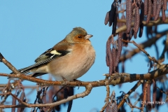 Vink-32_Common-Chaffinch_Fringilla-Coelebs_11I9588