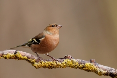 Vink-33_Common-Chaffinch_Fringilla-Coelebs_D9A5021