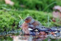 Vink-33_Common-Chaffinch_Fringilla-Coelebs_D9A5071