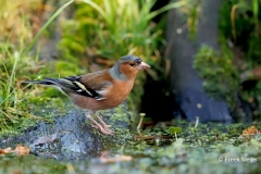 Vink-34_Common-Chaffinch_Fringilla-Coelebs_D9A5362