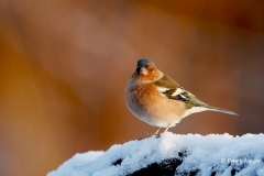 Vink-35_Common-Chaffinch_Fringilla-Coelebs_E8A3027