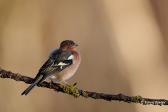 Vink-36_Common-Chaffinch_Fringilla-Coelebs_E8A3039