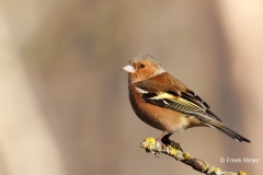 Vink-37_Common-Chaffinch_Fringilla-Coelebs_D9A6262