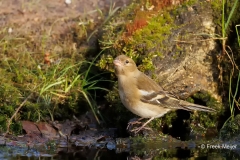 Vink-38_Common-Chaffinch_Fringilla-Coelebs_D9A6281