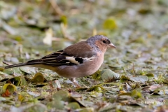 Vink-39_Common-Chaffinch_Fringilla-Coelebs_P5A3053