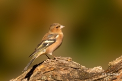 Vink-40_Common-Chaffinch_Fringilla-Coelebs_P5A4899